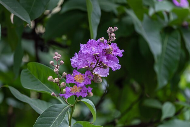 The purple flowers of crape myrtle are surrounded by green leaves