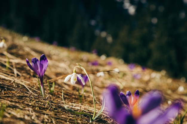 Purple flowers crocuses and snowdrops on yellow grass
spring