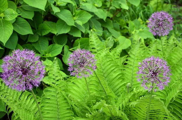 Purple flowers of decorative bow allium in the garden