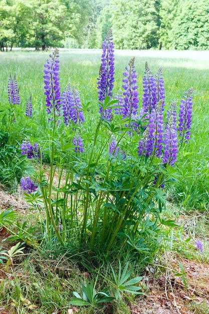 夏の牧草地の端に紫色の花