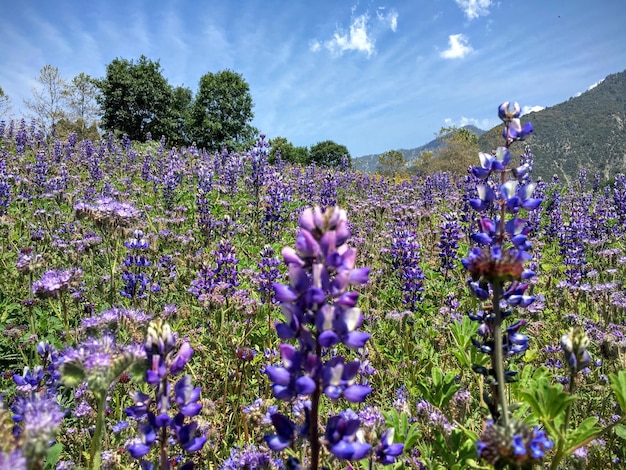 晴れた日に空を背景に野原の紫の花