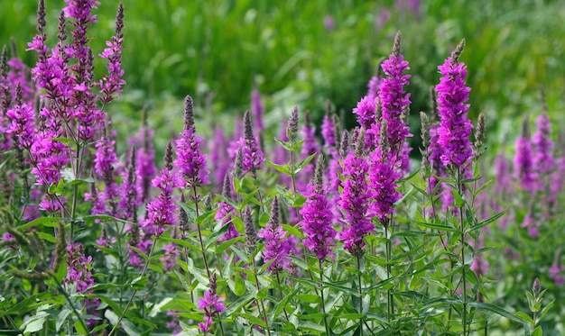 Purple flowers in a field of purple flowers.