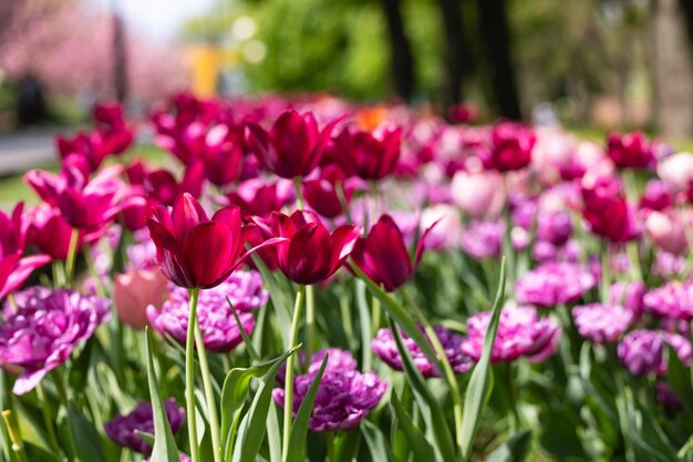 紫と赤の花の畑に紫の花