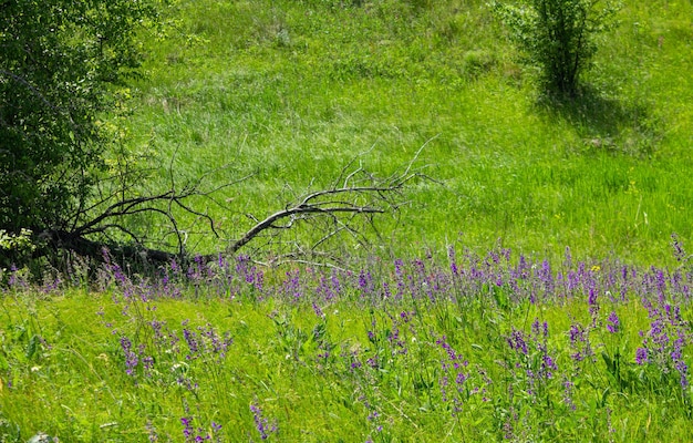 Photo purple flowers in a field on a tree backgrounda field full of purple flowers with the sun breaking