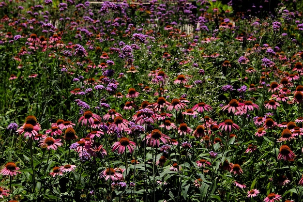 背景が緑色の野原に紫色の花