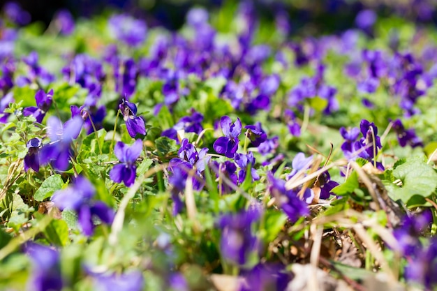 下部にバイオレットという単語を持つフィールドの紫色の花。