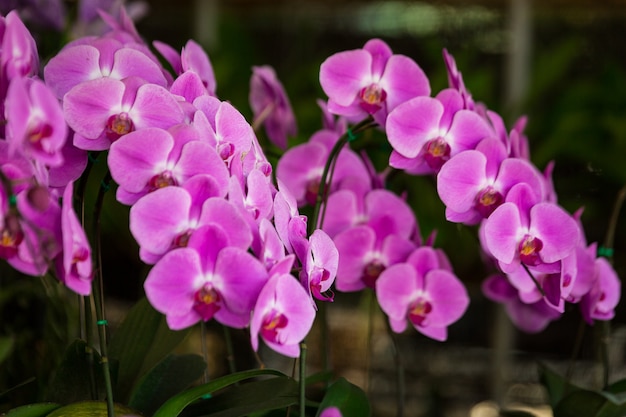 Purple flowers at the florist shop