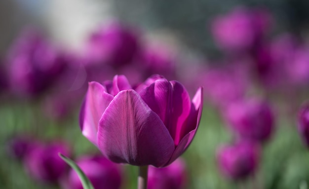 Purple flowers of fresh holland tulips. selective focus