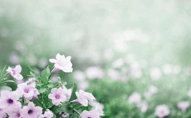 Purple flowers in full bloom with the morning sun bokeh for graphic design or wallpaper