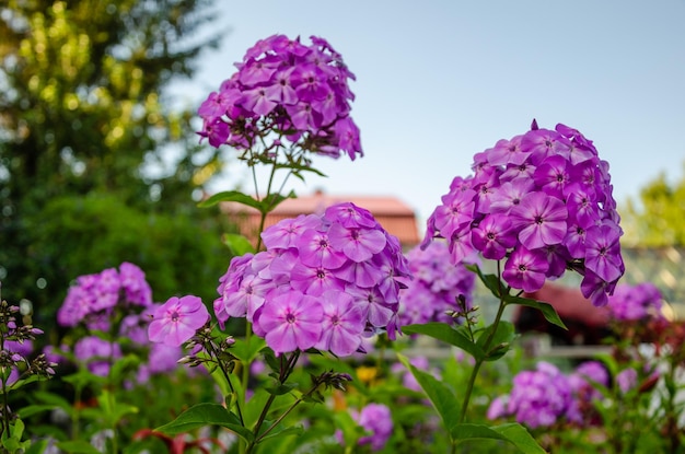 Purple flowers in a garden with a house in the background