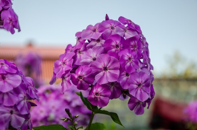 バック グラウンドで赤い屋根と庭の紫の花。