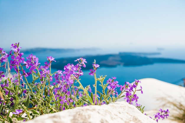 海の見える庭の紫色の花。サントリーニ島、ギリシャ。被写界深度が浅い