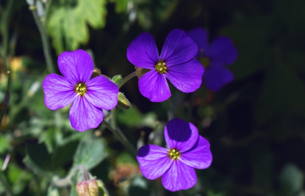 Purple flowers in the garden