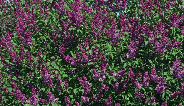 庭の紫色の花