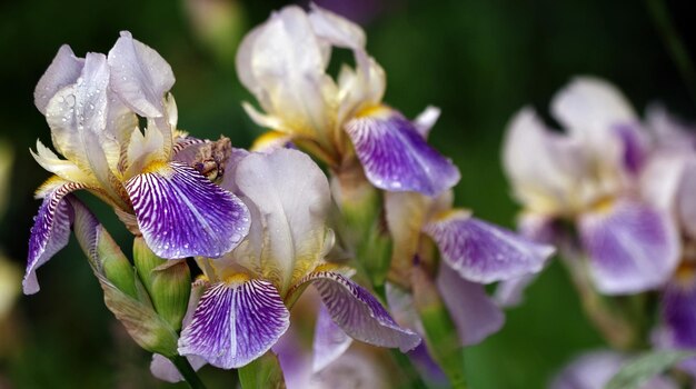 庭に紫の花がいています