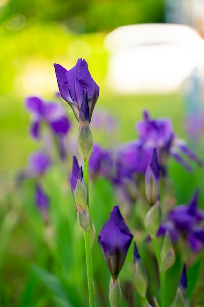 Fiori viola in giardino