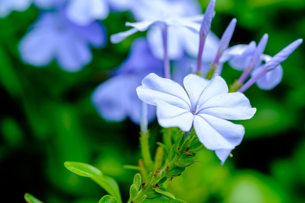 Purple flowers in the garden