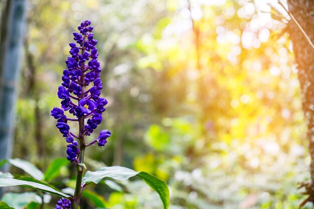 purple flowers in the garden