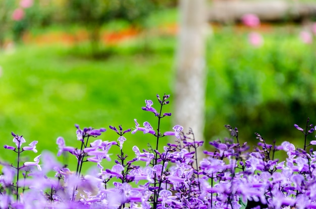 Purple flowers in the garden