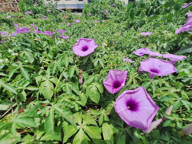 Purple flowers in a garden