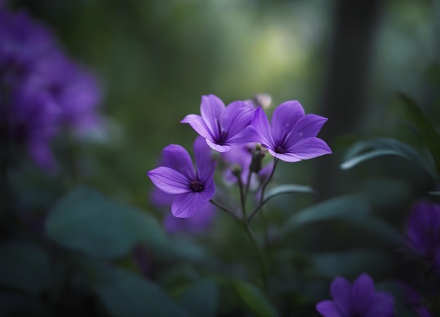 A purple flowers garden