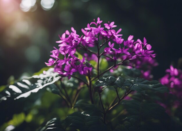 A purple flowers garden