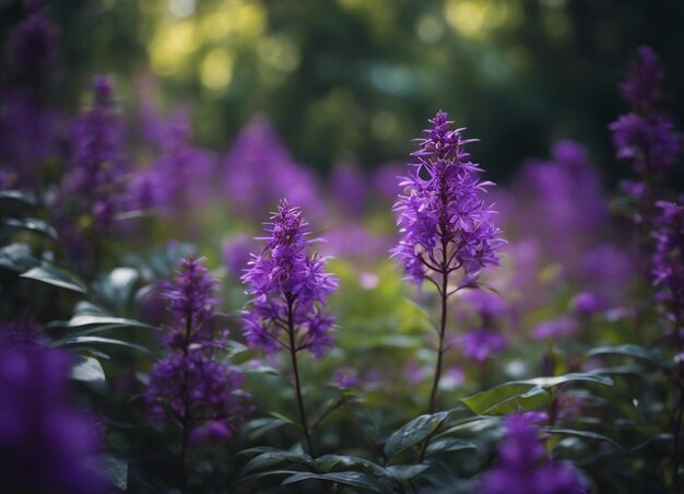 A purple flowers garden