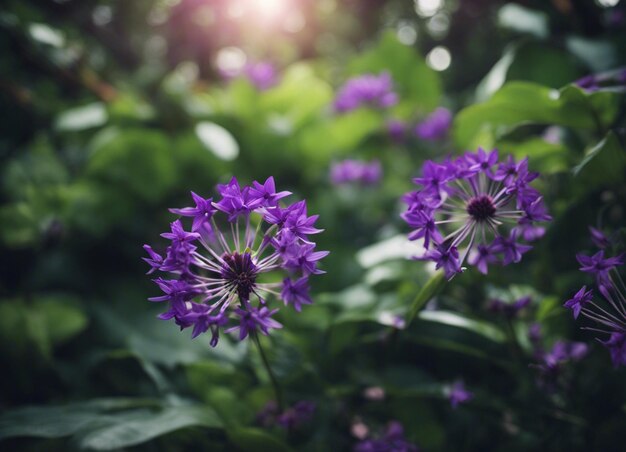 A purple flowers garden