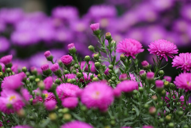 Purple flowers in a garden