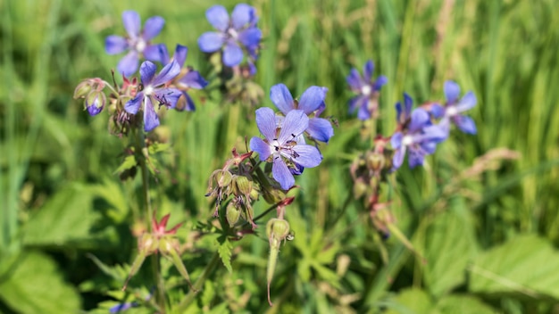 ゼラニウム pratense 野生の花の背景の紫色の花