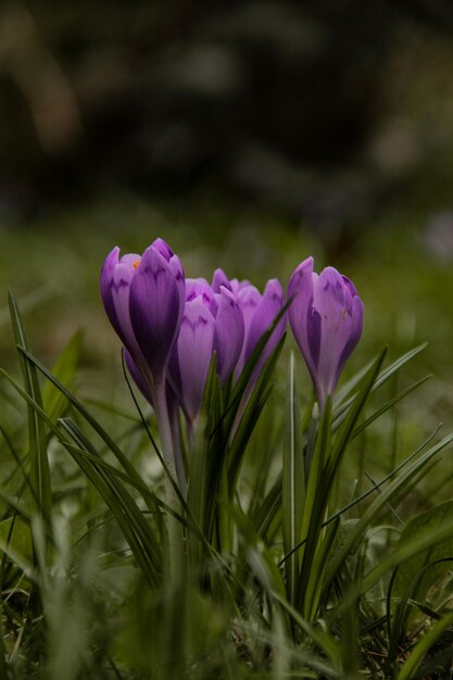 Photo purple flowers in the grass with a blurry background