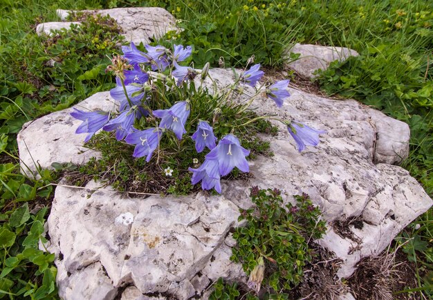 Foto fiori viola sull'erba