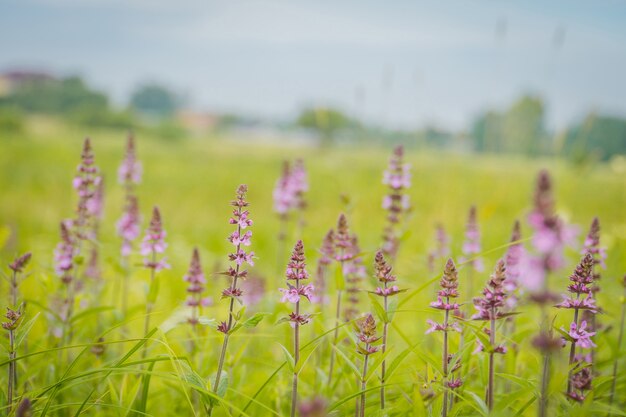 Purple flowers in the grass