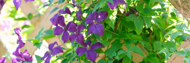 Purple flowers and green foliage on a wooden fence