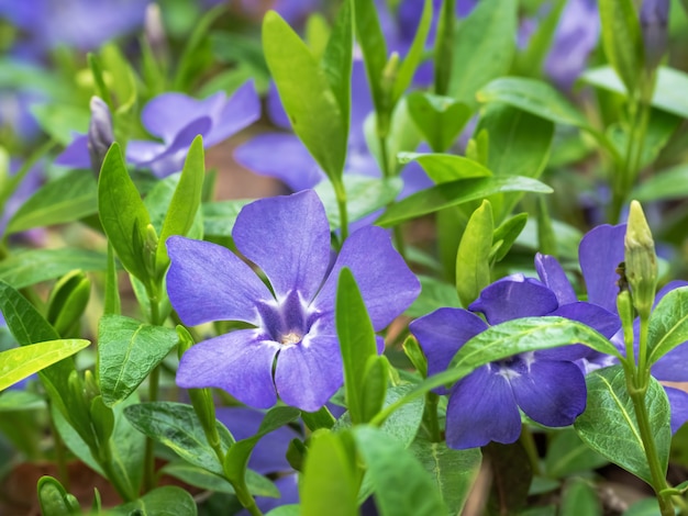 Purple flowers among the green grass