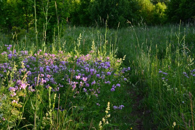 Foto fiori viola in un prato verde nella foresta con un sole sorprendente