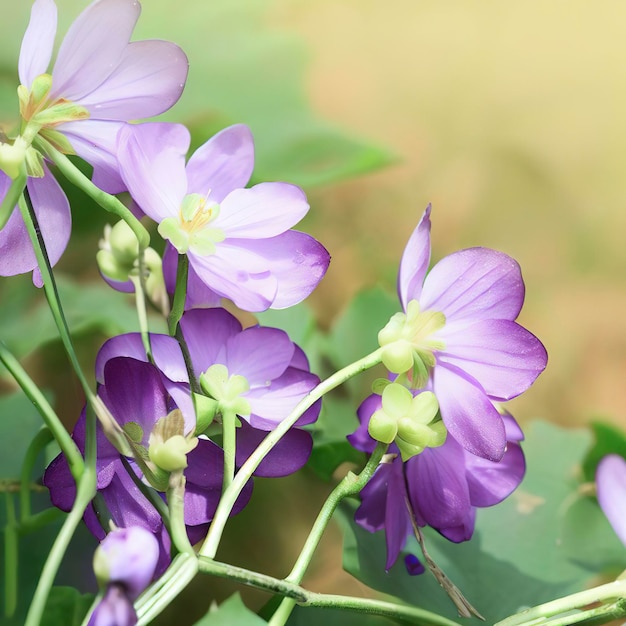 紫の花、緑の葉と茎、春の日差し