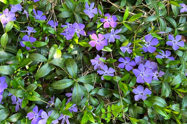 Purple flowers on a green plant