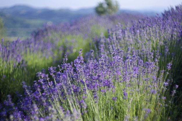 Purple flowers growing in field