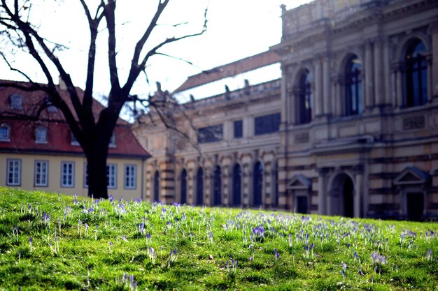 Foto fiori viola che crescono su un campo erboso contro gli edifici durante una giornata di sole