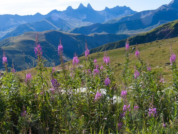 Purple flowers growing on mountain
