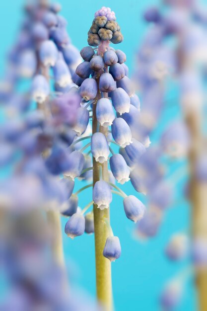 Purple flowers growing in the spring season