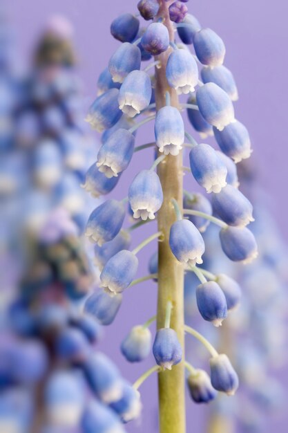 Purple flowers growing in the spring season