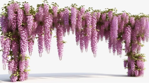 紫色の花は白い部屋のブドウで覆われたアーバーにぶら下がっています