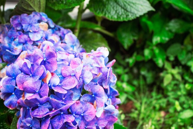 写真 雨季の紫色の花。