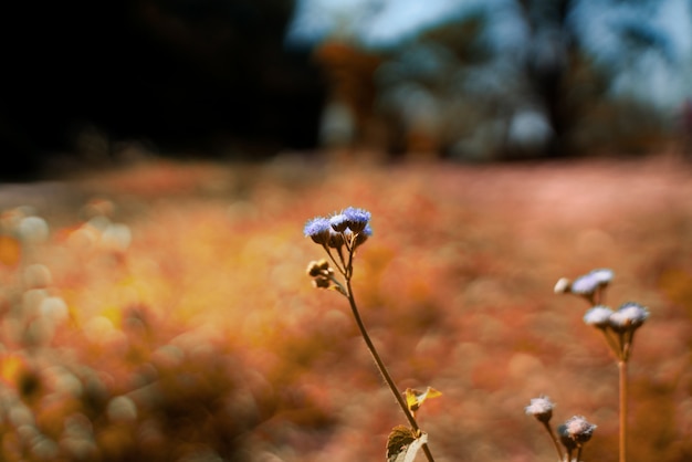 写真 夏の紫色の花