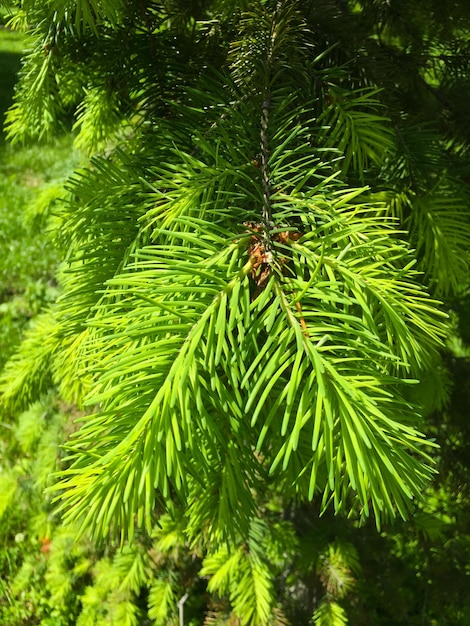 夏の日の庭の紫色の花アイリスクローズアップ自然の背景