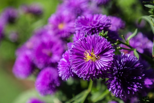 Purple flowers of Italian Asters, Michaelmas Daisy (Italian Starwort, Fall Aster, violet blossom)