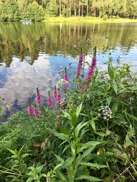 Foto fiori viola sul lago