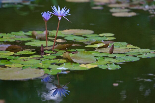 purple flowers lilies above the surface